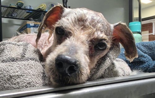 CHAPULIN - Poodle (Miniature) for adoption in Los Angeles