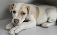 ROCCO - Photo 1