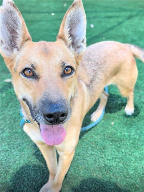 BOA - Belgian Shepherd Malinois available for adoption
