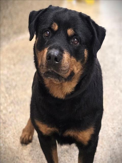ROCKY - Rottweiler available for adoption