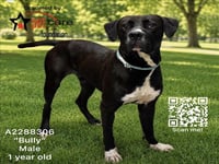 BULLY - Photo 1