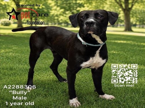 BULLY - Mastiff / Pit Bull Terrier available for adoption