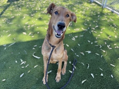 MOJAVE - Doberman Pinscher / German Shepherd Dog available for adoption