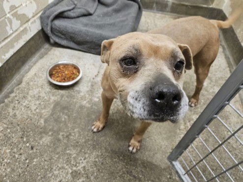 ROCKY - Pit Bull Terrier available for adoption