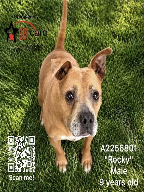 ROCKY - Pit Bull Terrier for adoption in Los Angeles
