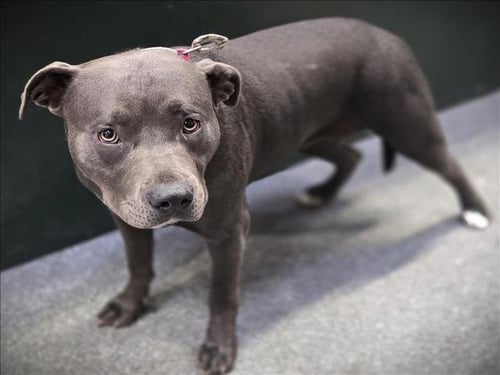 KRISPY KREME - Pit Bull Terrier available for adoption