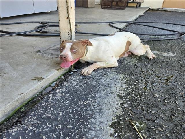 SALLY - Pit Bull Terrier available for adoption