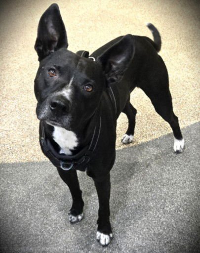 TROOPER - Pit Bull Terrier / Labrador Retriever available for adoption