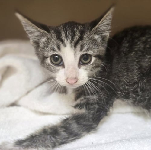 COOKIE DOUGH - Domestic Short Hair available for adoption