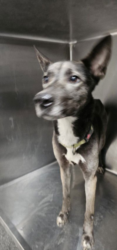 STORMY - German Shepherd Dog available for adoption