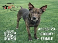 STORMY - Photo 1