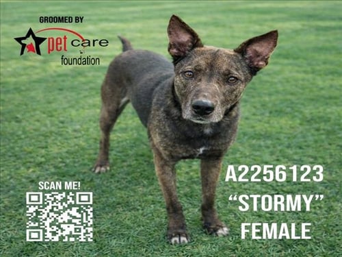 STORMY - German Shepherd Dog for adoption in Los Angeles