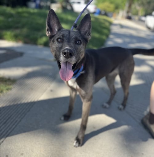 STORMY - German Shepherd Dog for adoption in Glendale