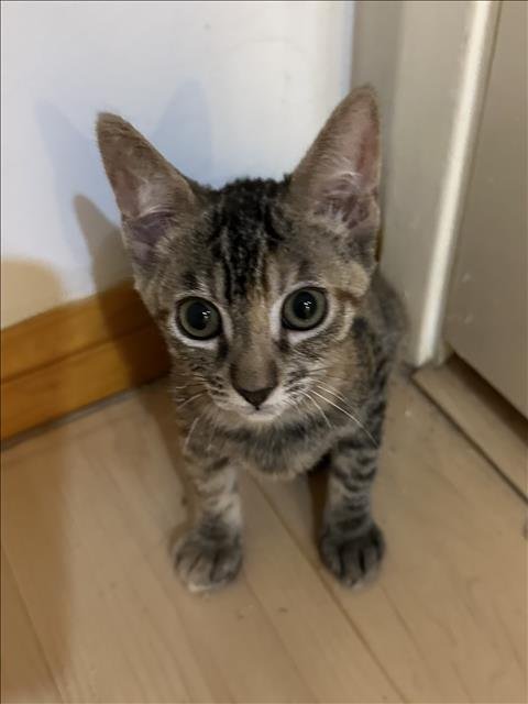 CINDY CLAWFORD - Domestic Short Hair for adoption in Pasadena