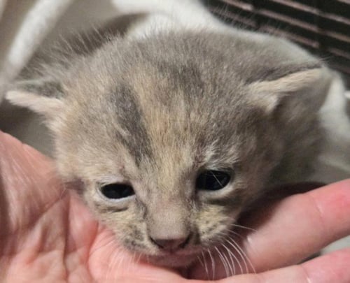 CINDY CLAWFORD - Domestic Short Hair for adoption in Los Angeles