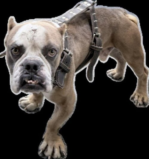 CHASE - English Bulldog available for adoption