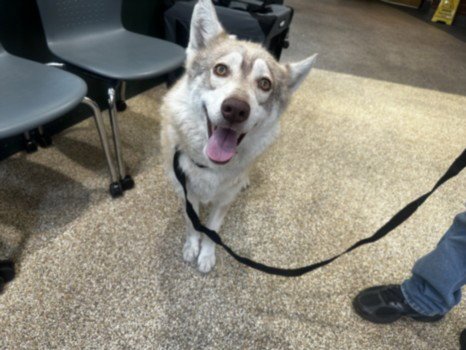 MICKEY - Siberian Husky available for adoption