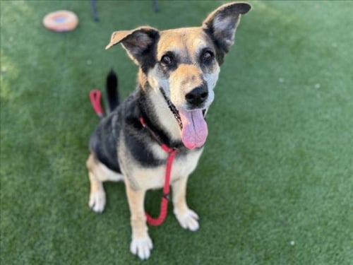 ANGEL - German Shepherd Dog available for adoption