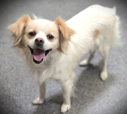 RUSSEL - Papillon available for adoption