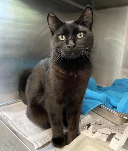 CESAR - Domestic Short Hair for adoption in Los Angeles