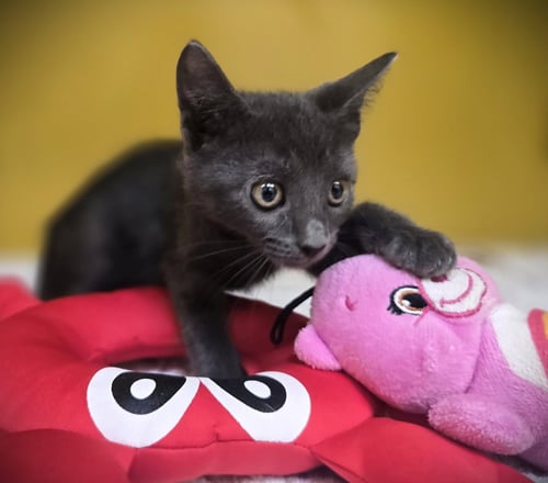 TIP TAP - Domestic Short Hair available for adoption