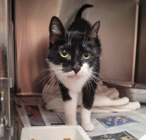 CORN PUFF - Domestic Short Hair for adoption in Los Angeles