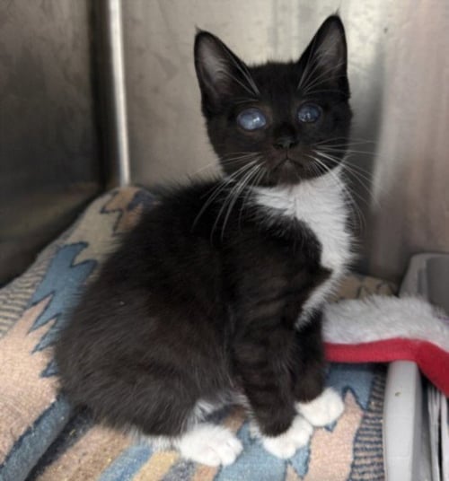 THELMA - Domestic Medium Hair available for adoption