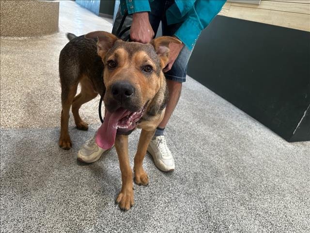 TOBY - Chinese Shar-Pei available for adoption