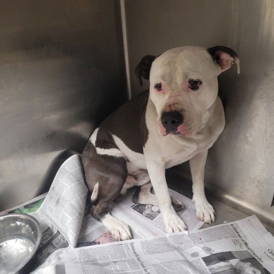 PETEY - American Pit Bull Terrier available for adoption