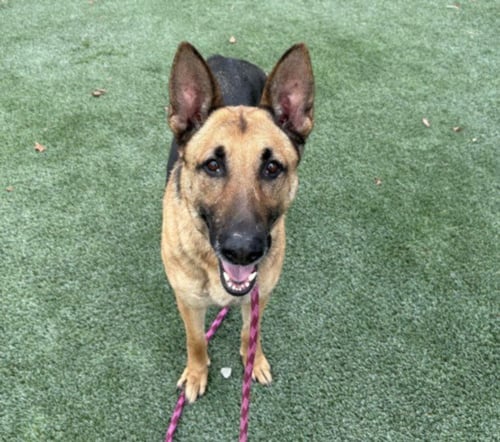VIVI - German Shepherd Dog available for adoption