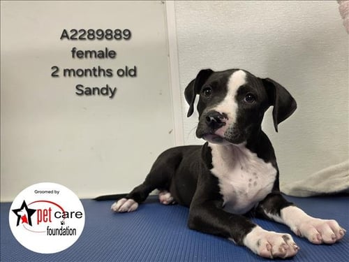 SANDY - Pit Bull Terrier available for adoption