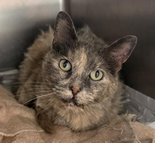 APPLE - Domestic Short Hair available for adoption