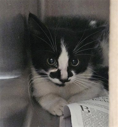 GEMINI - Domestic Short Hair for adoption in Los Angeles