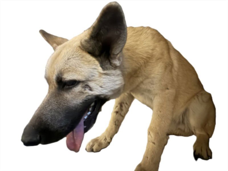 SCAR - German Shepherd Dog available for adoption