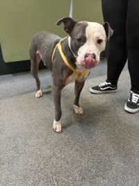 CHICO - Photo 1