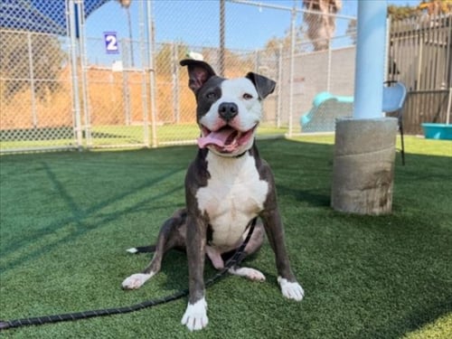 CHICO - Pit Bull Terrier available for adoption