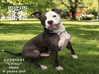 CHICO - Photo 1