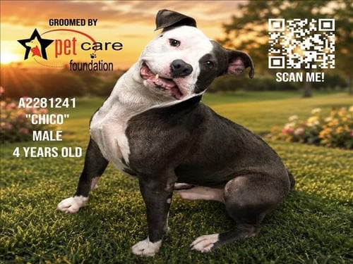 CHICO - Pit Bull Terrier for adoption in Los Angeles
