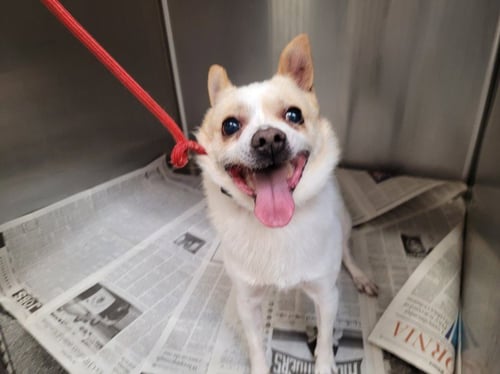 CHOMPERS - Chihuahua available for adoption