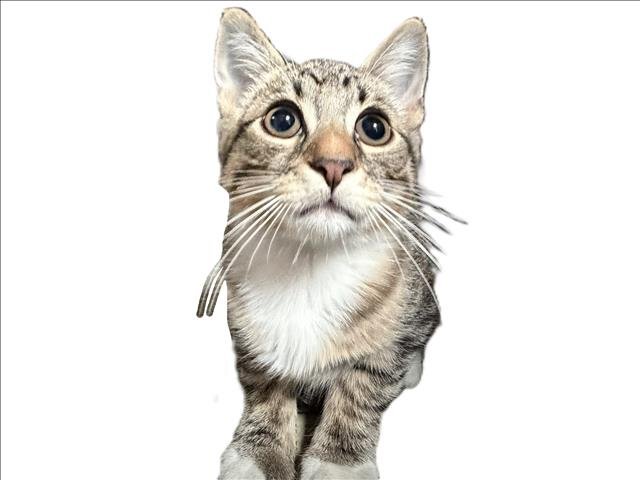 WINSTON Image