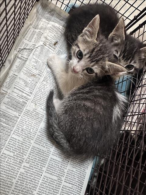 SAUCY - Domestic Short Hair for adoption in Glendale