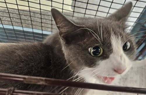 MUNECA - Domestic Short Hair for adoption in Los Angeles