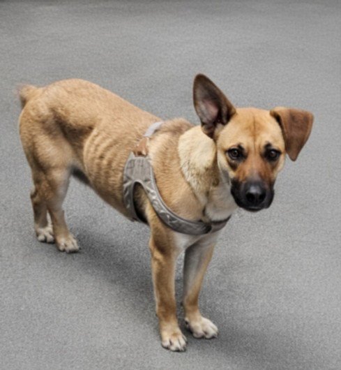 SPACEY - German Shepherd Dog available for adoption