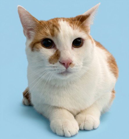 NACHO - Domestic Short Hair available for adoption