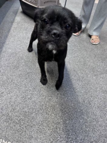 FIONA Image