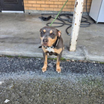 ROXY - Pit Bull Terrier available for adoption