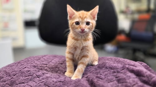 A2302390 - Domestic Short Hair available for adoption