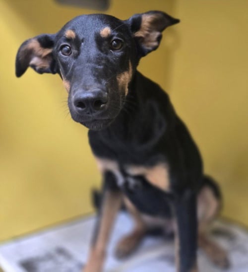 GIRL - Doberman Pinscher available for adoption