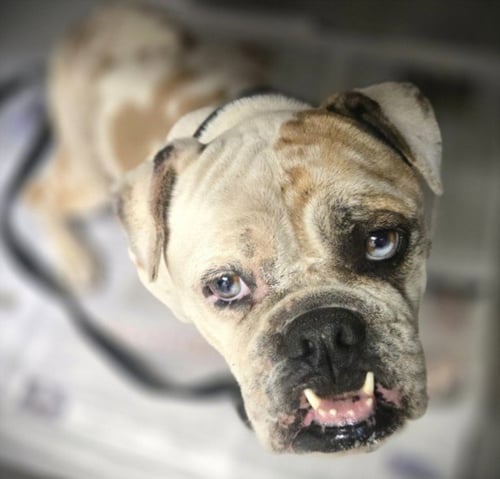GAVINA - English Bulldog available for adoption