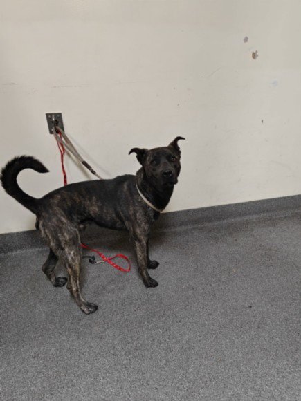 BLUE - Staffordshire Bull Terrier available for adoption